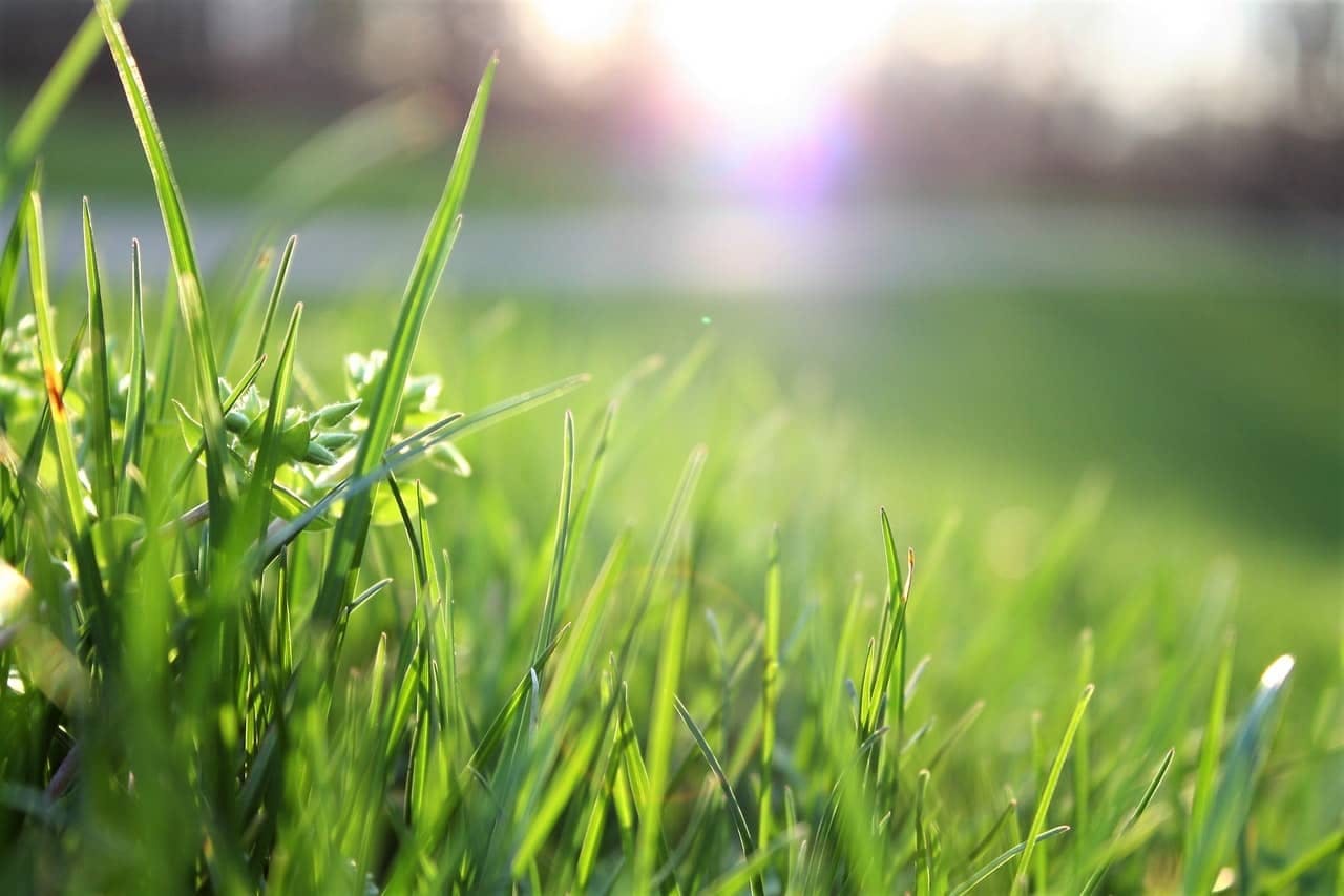 Green grass with sunlight
