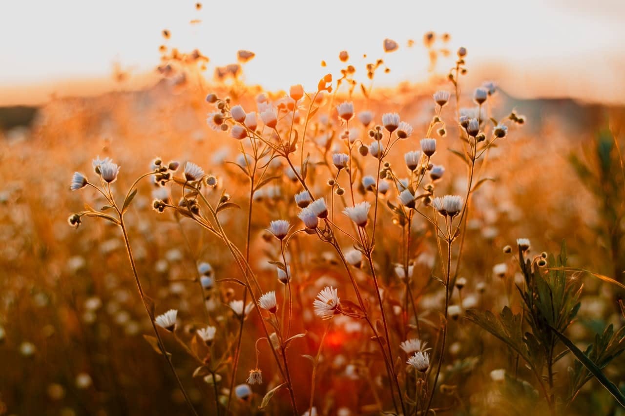 Wildflowers in a field with sunlight 