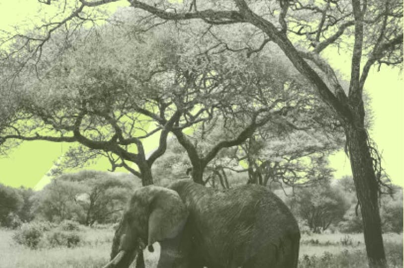 elephant with trees