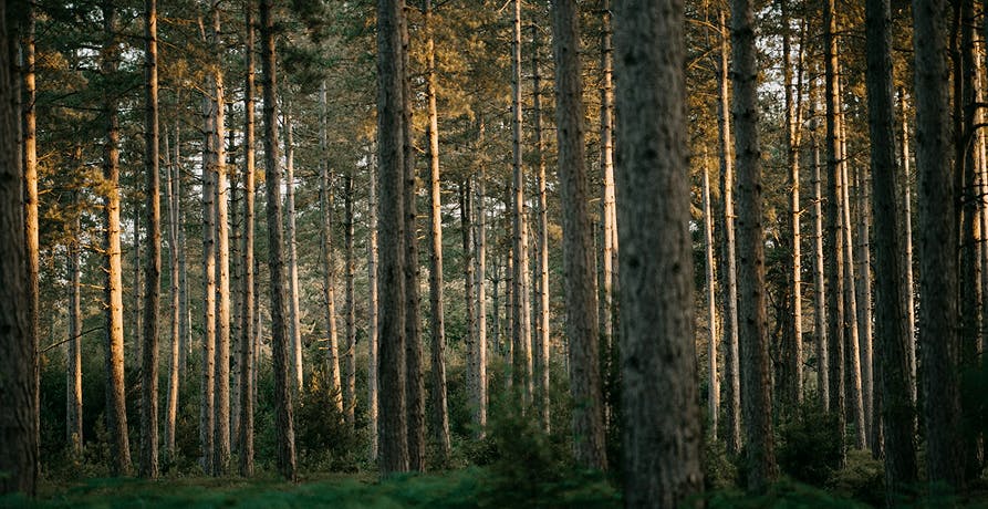une forêt