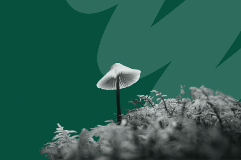 un champignon