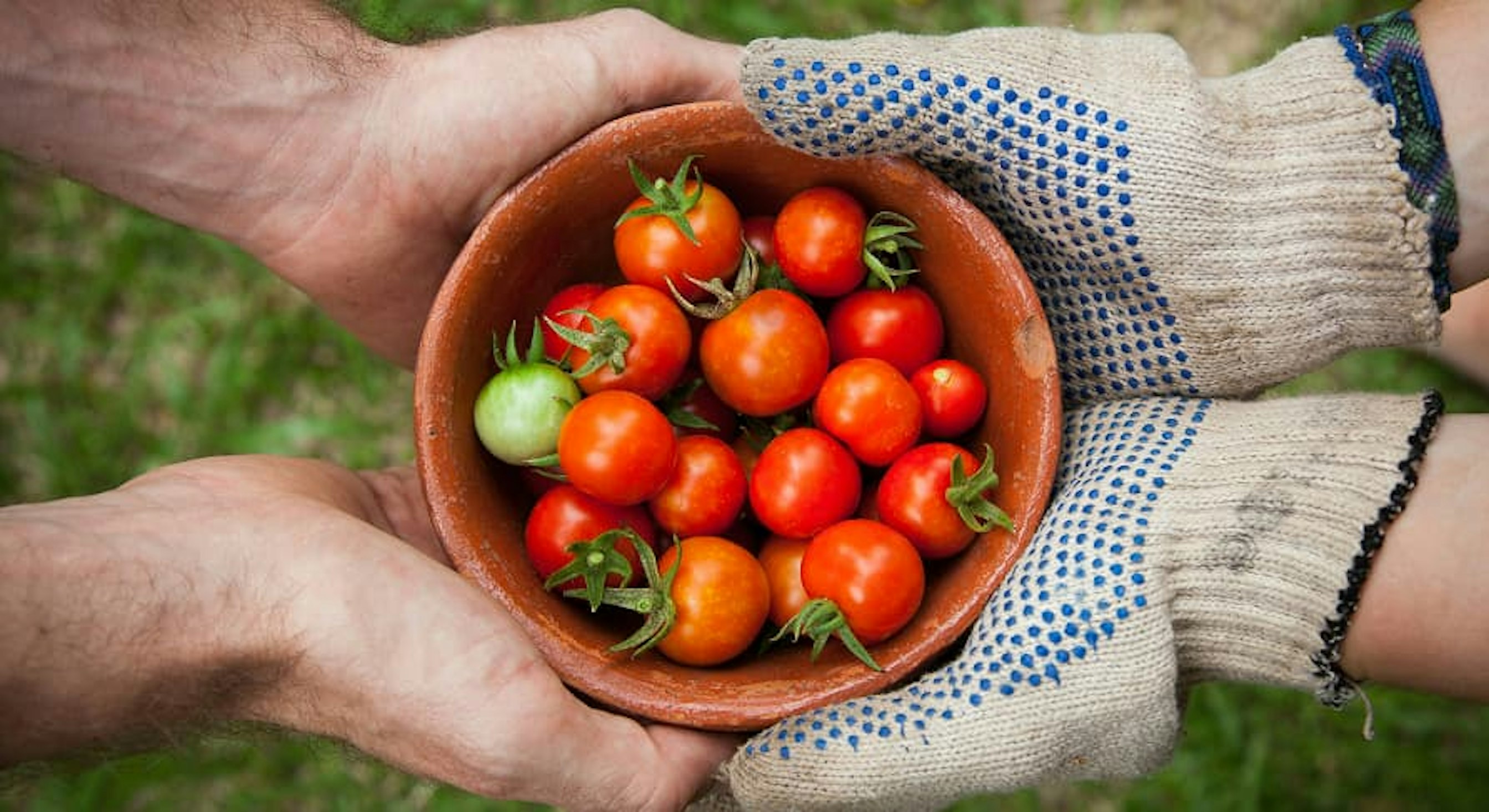 fresh tomatoes being handed from one person to another