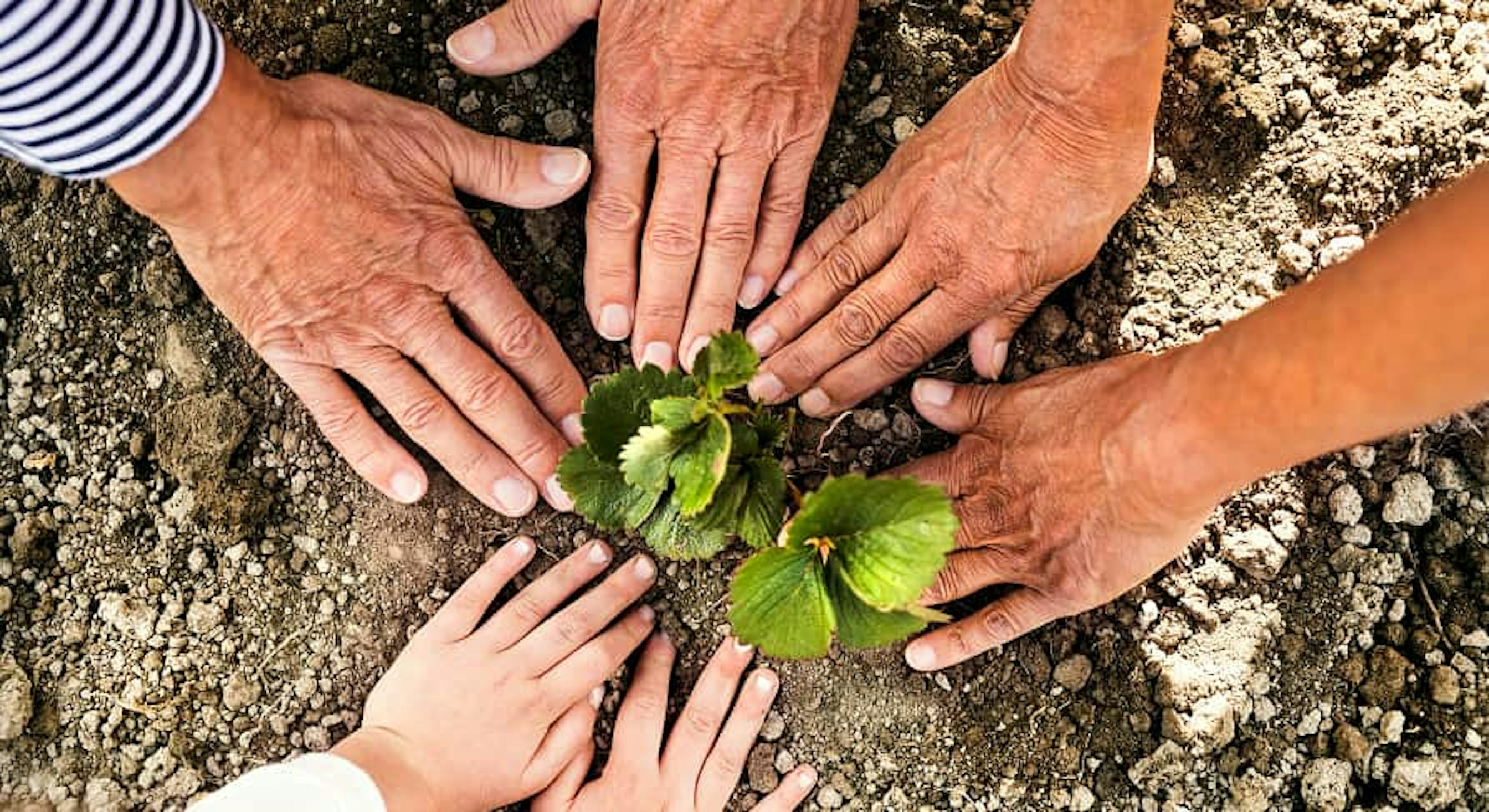 people of different ages and colors planting plants