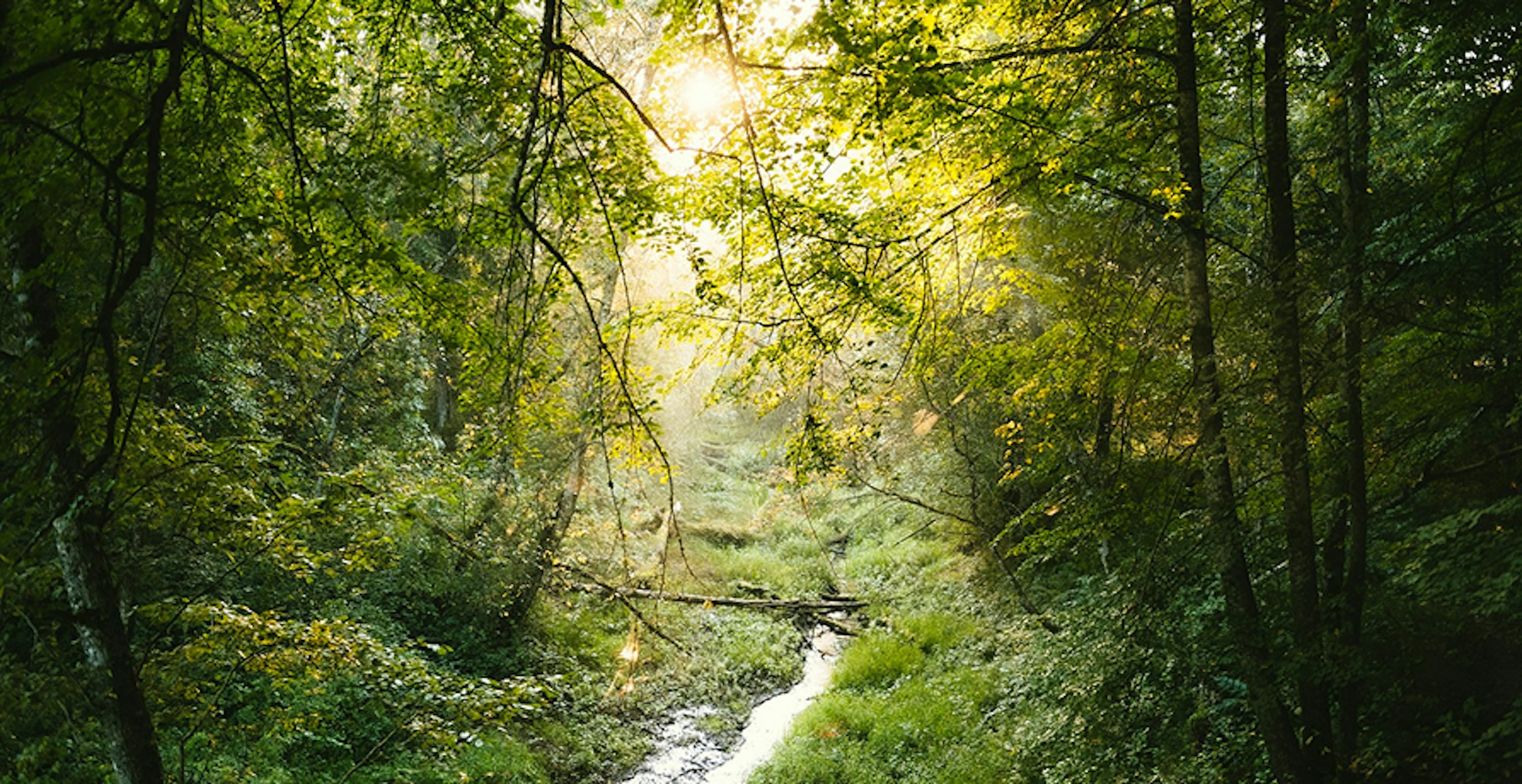une forêt