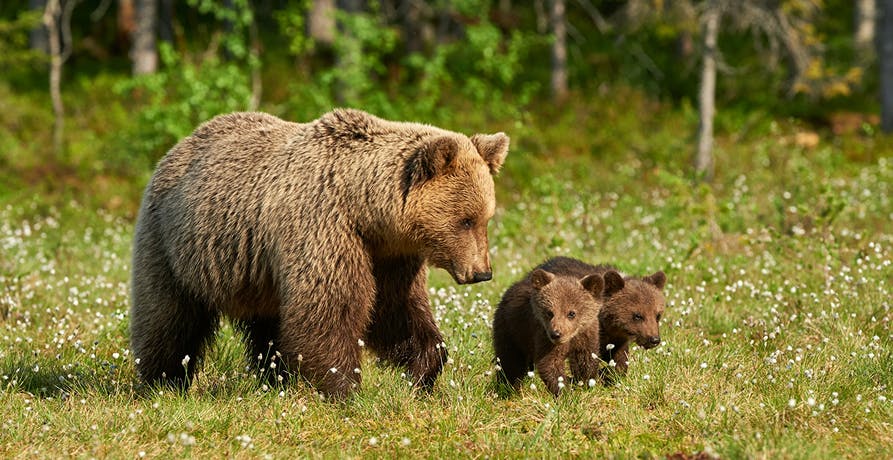 une famille d'ours