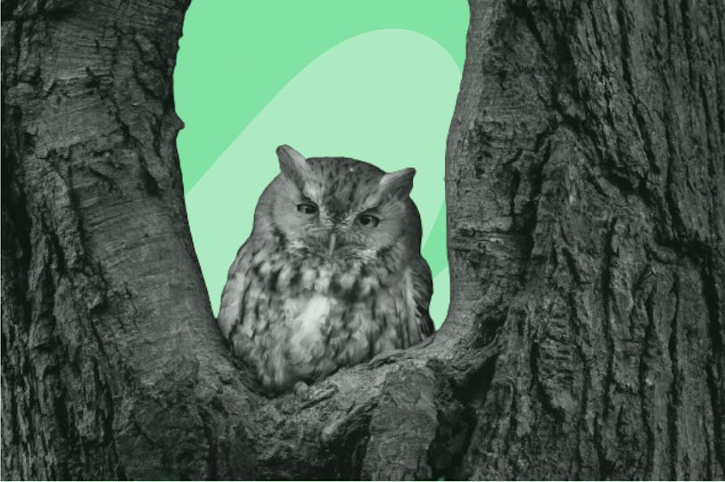 une chouette dans un arbre