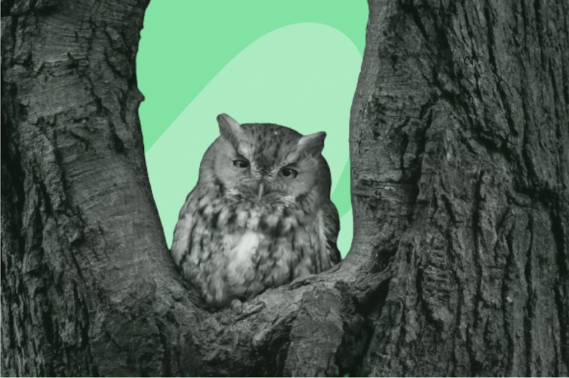 une chouette dans un arbre
