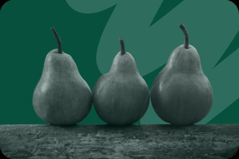 pears on a branch