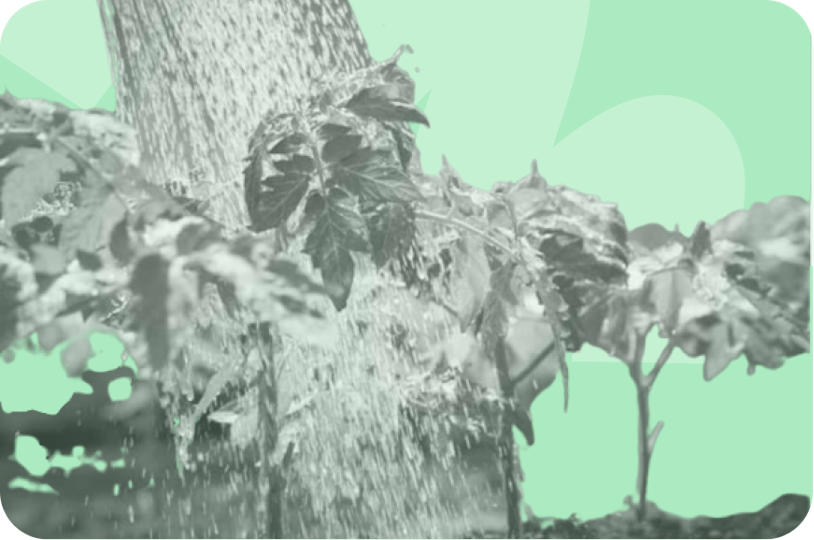 watering plants