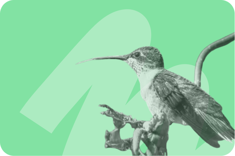 Humming bird sitting in a tree