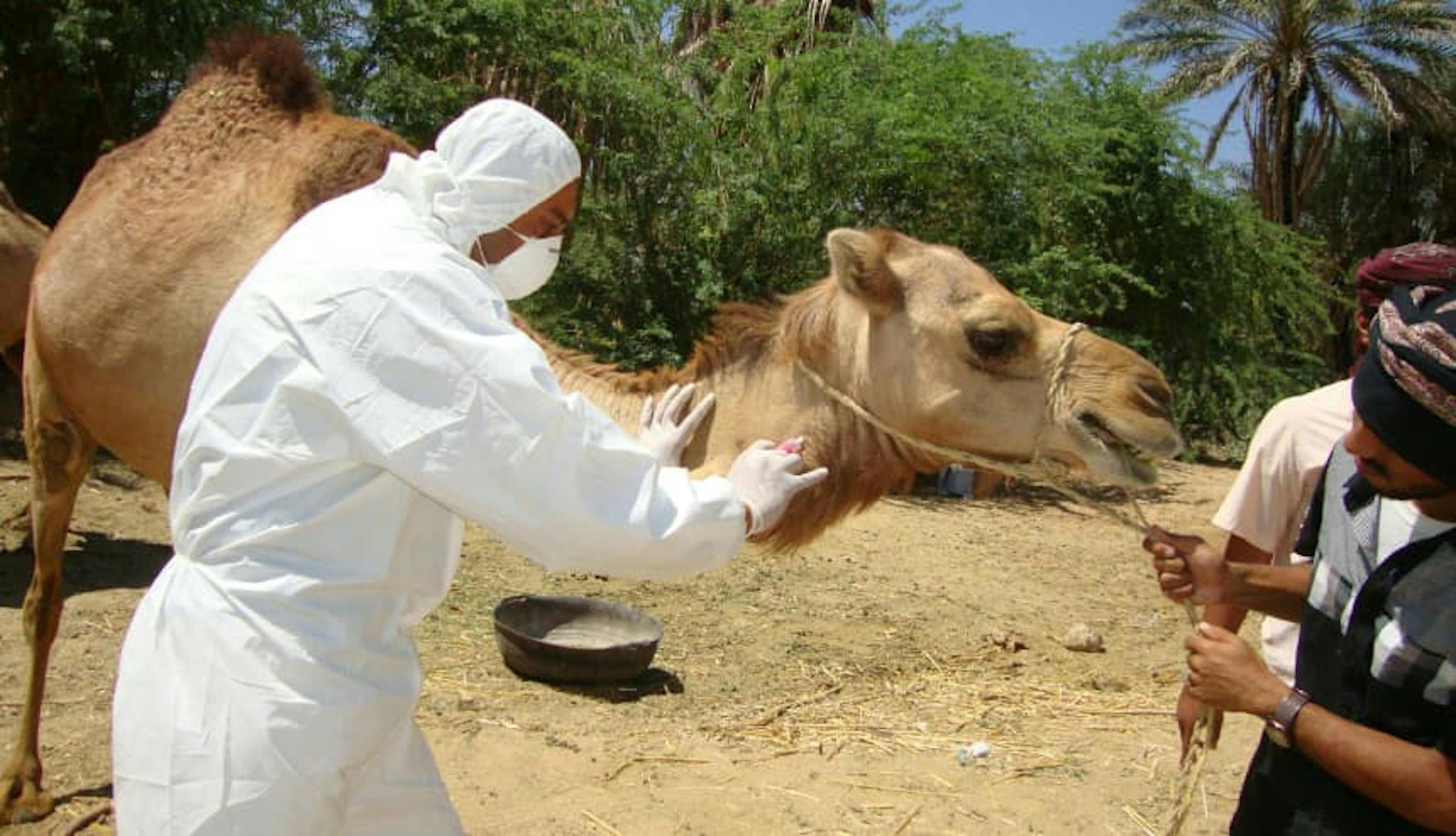 people helping a camel