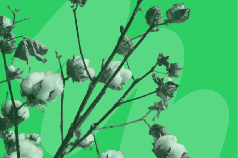 cotton