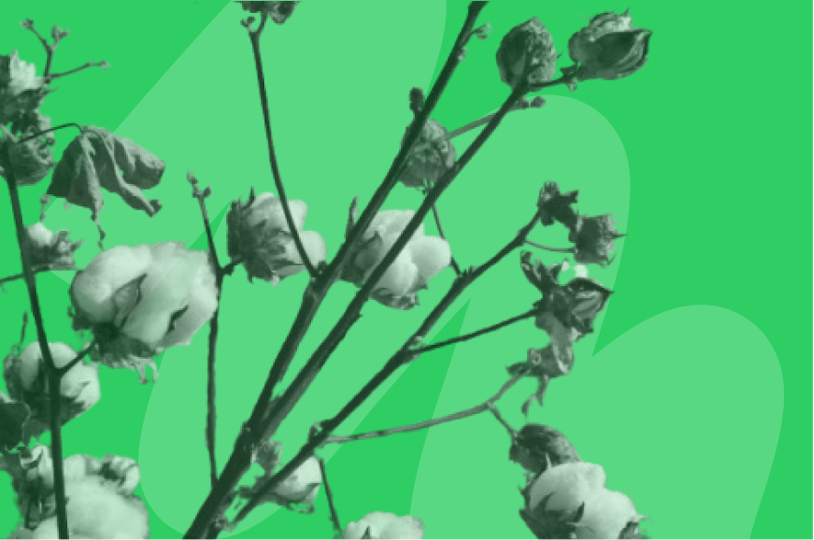 cotton