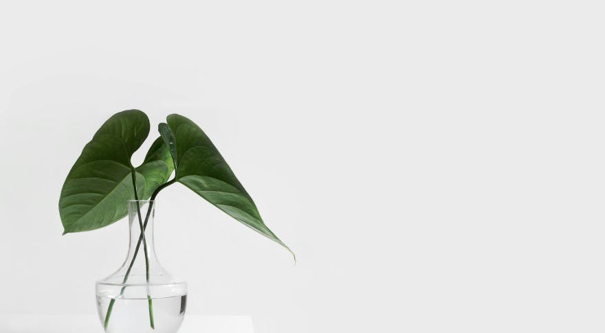 potted leaf in glass white background