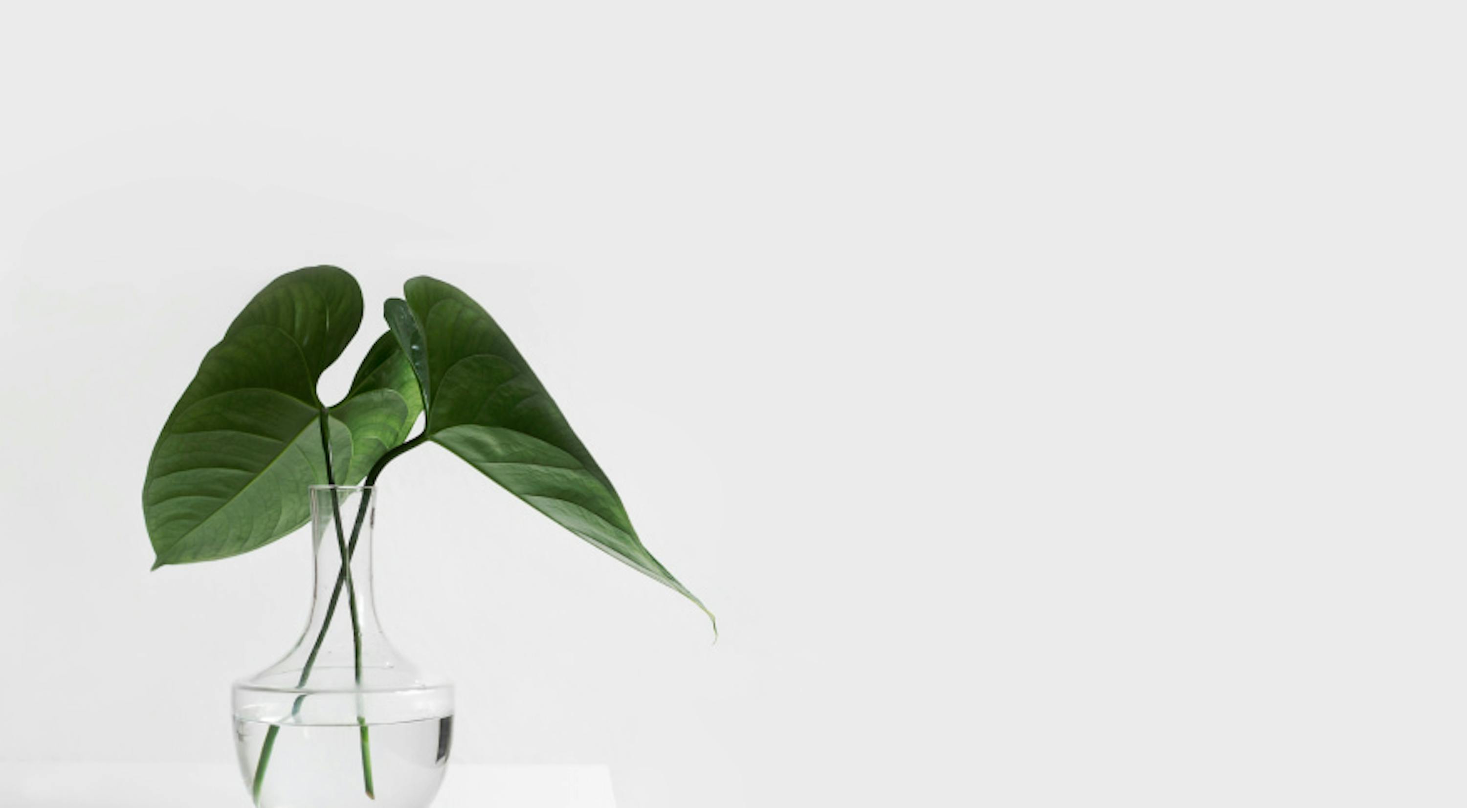 potted leaf in glass white background