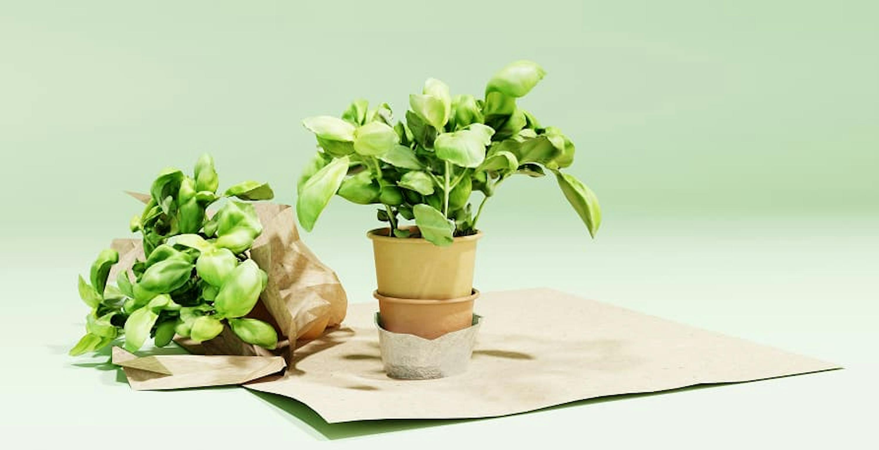 plants over cardboard light green background