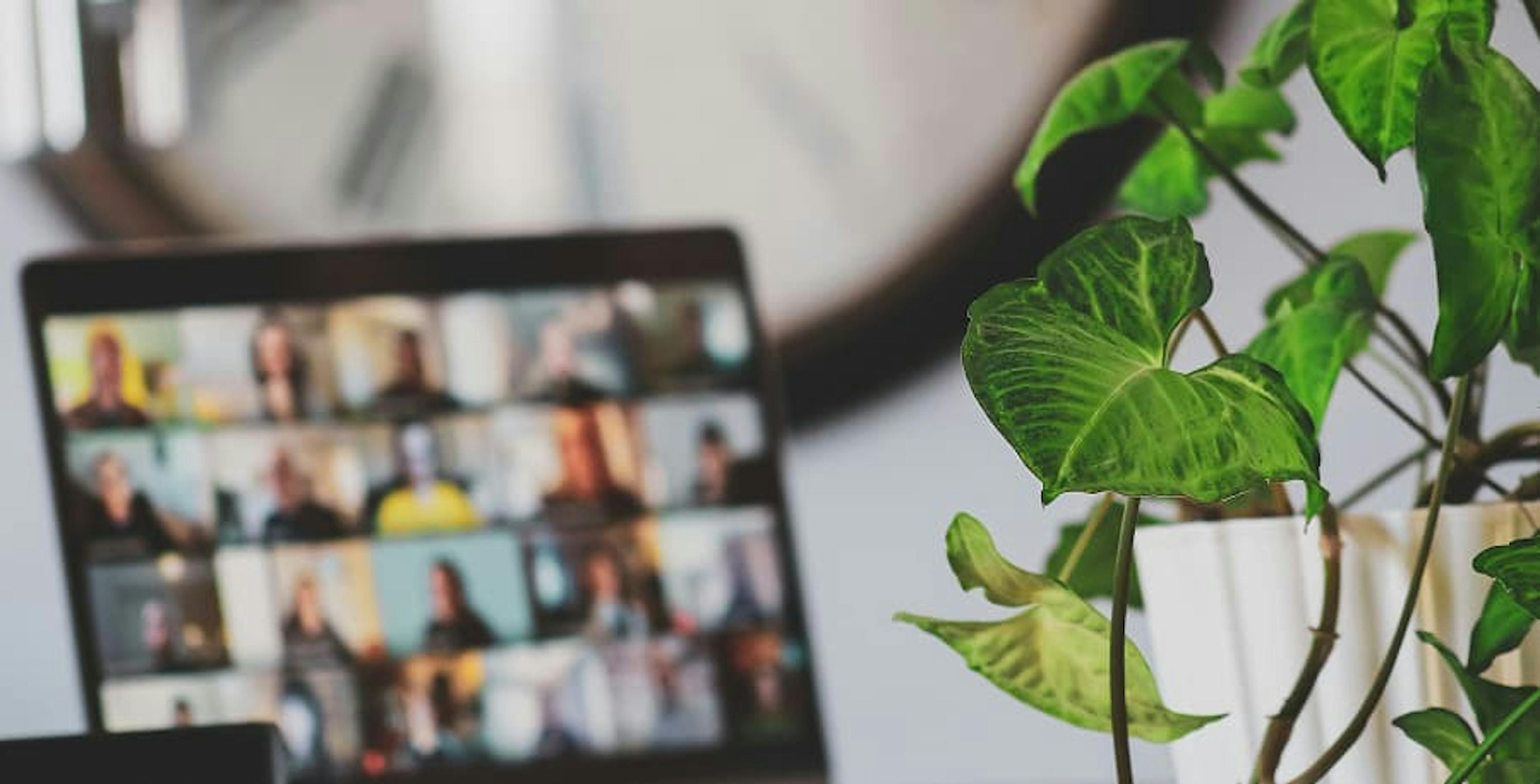 laptop on zoom next to plant