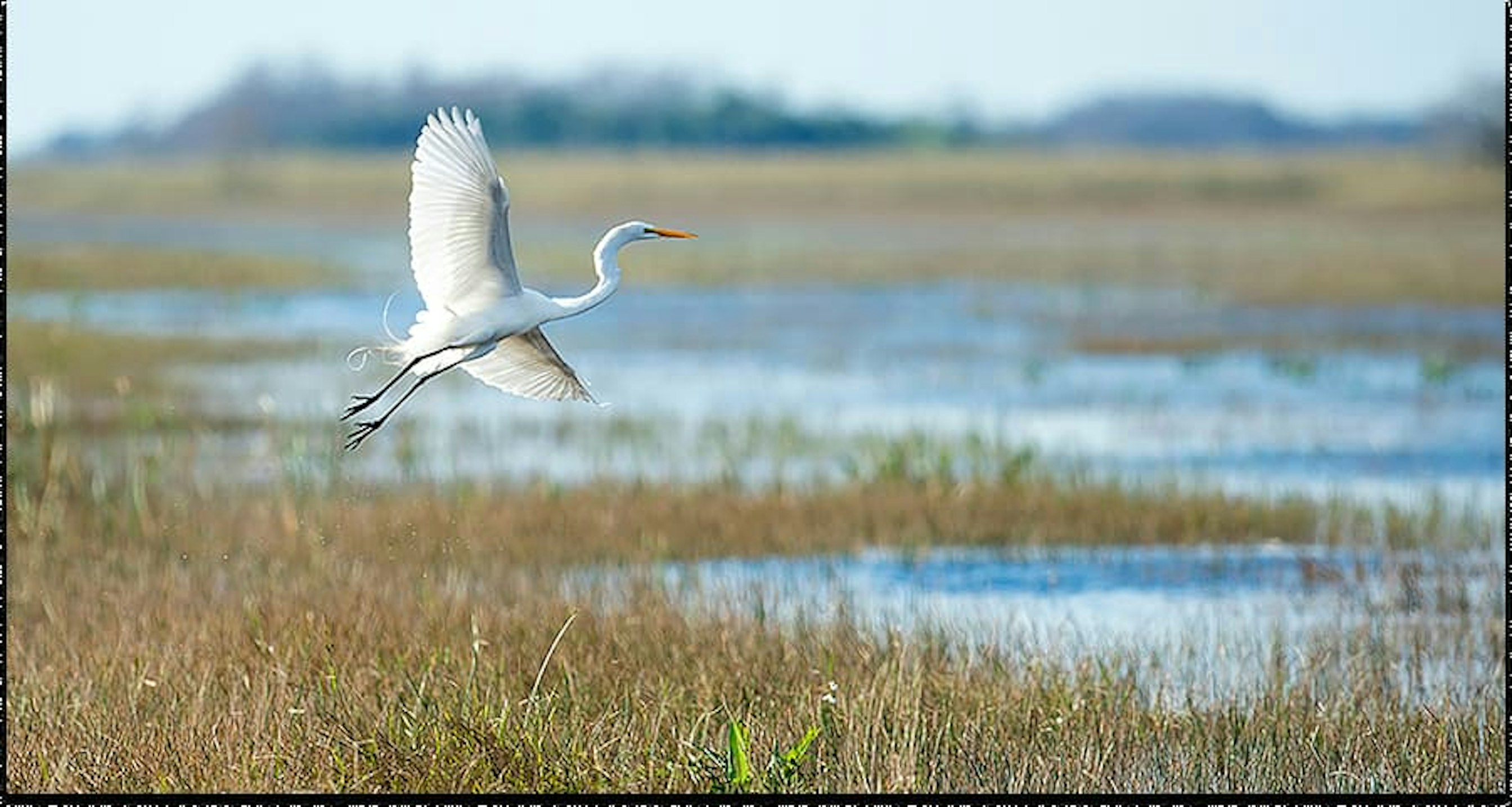 swan