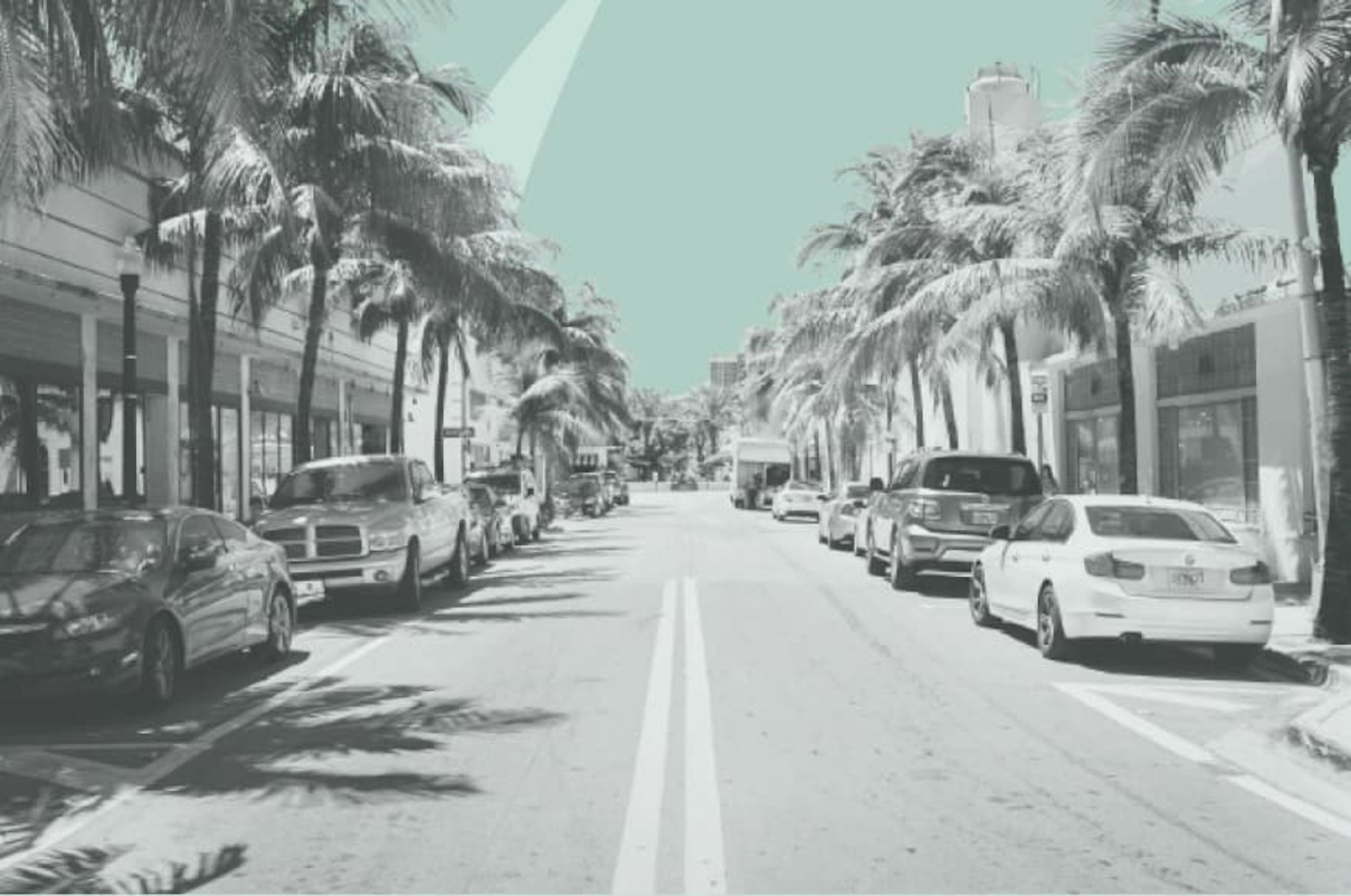 street on florida with palm trees