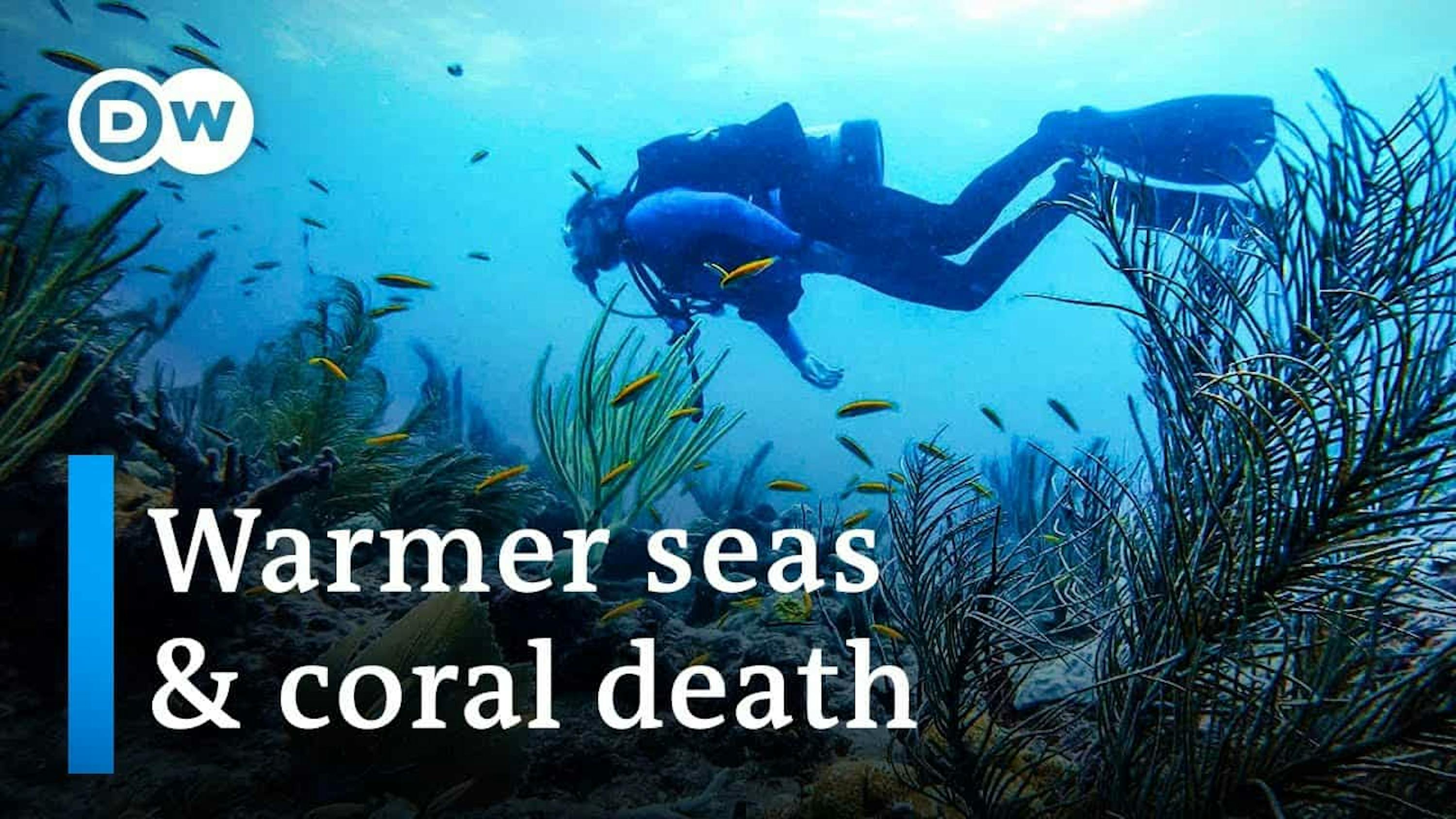 warmer seas and coral death scuba diver