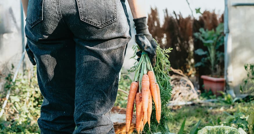 batch of carrots