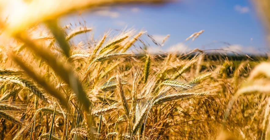 wheat field