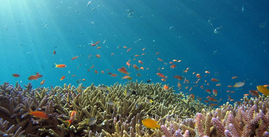 sunlight and colorful reefs