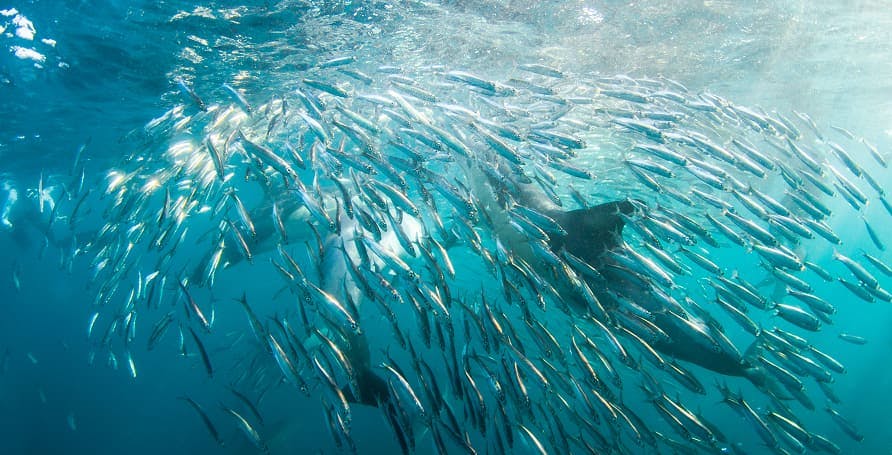 fish swimming and dolphins