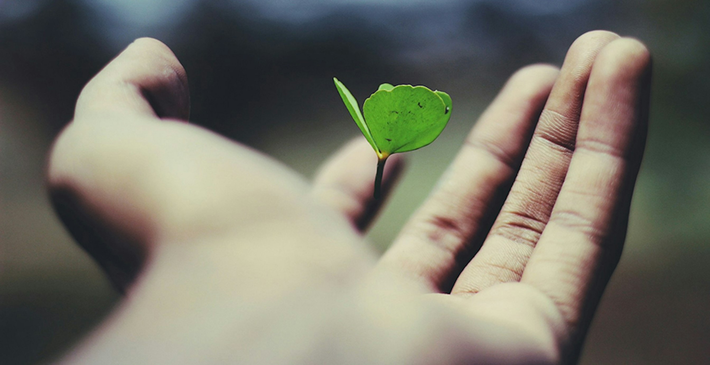 eine Knospe in der Hand