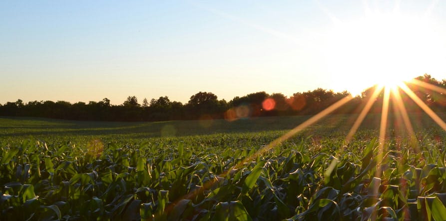 sunny field of crops