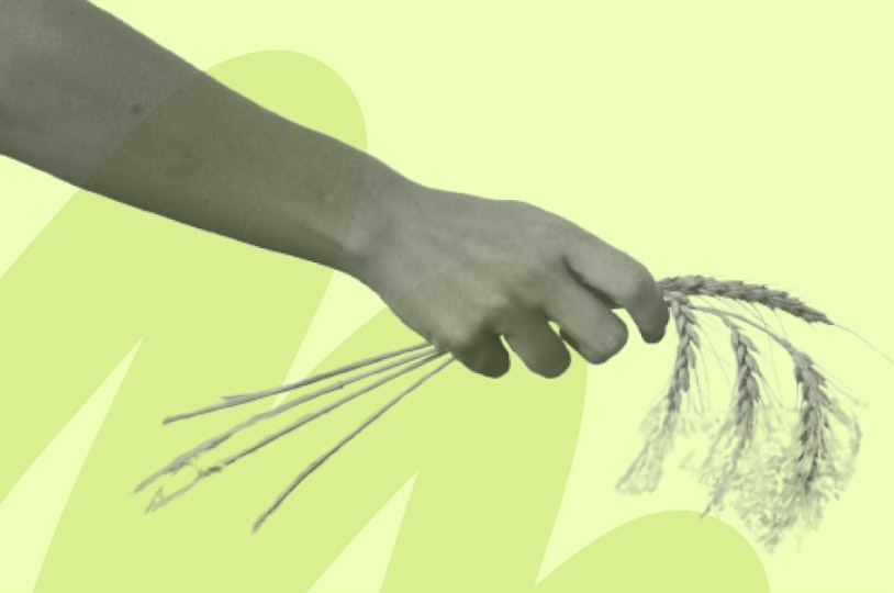 holding a wheat crop