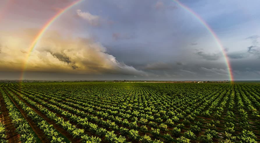 rainbow in a field of crops