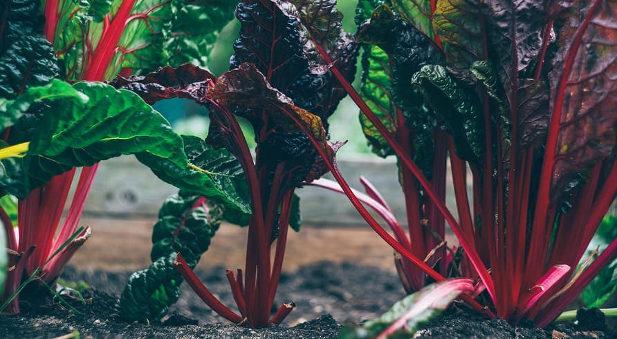 swiss chard crops