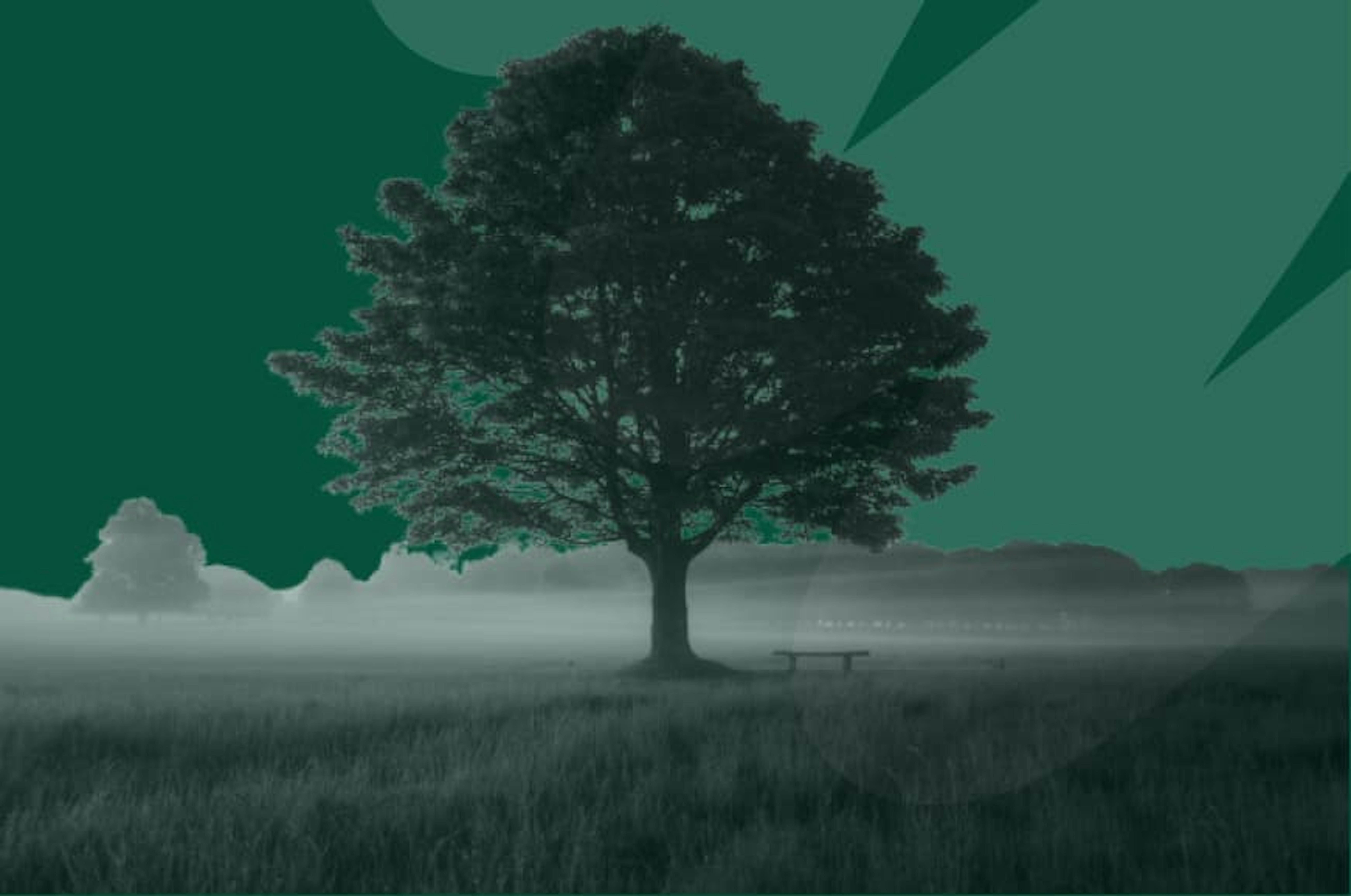 tree in field
