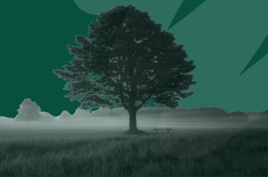 tree in field