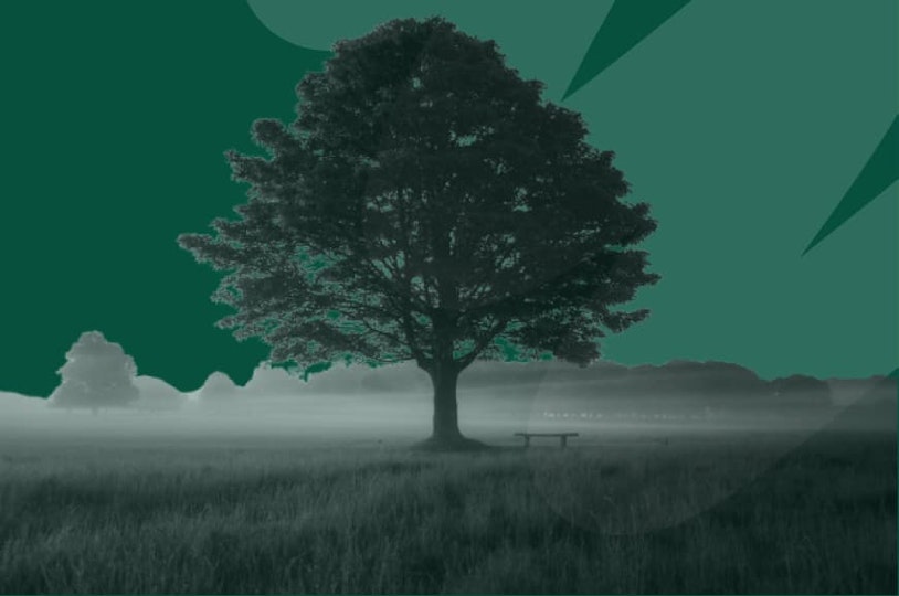 tree in field