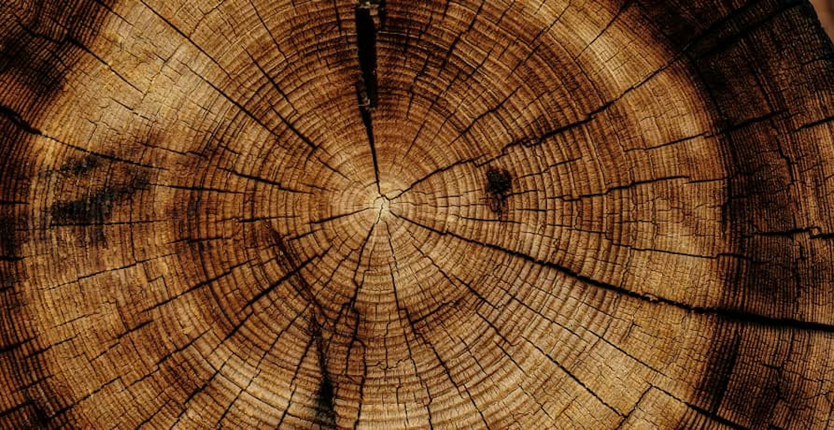 wood from tree stump view