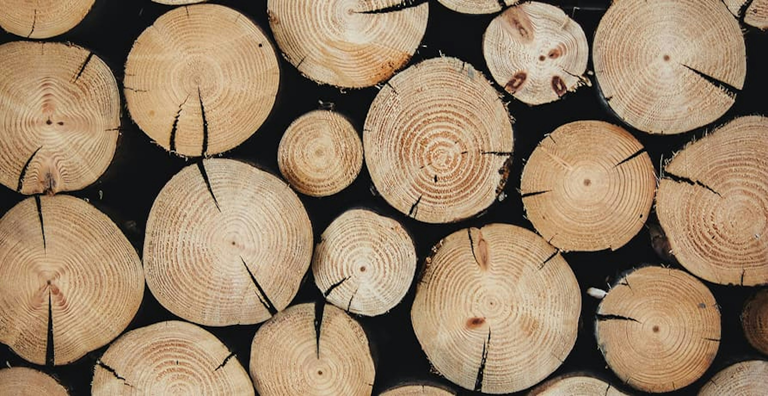 tree stumps