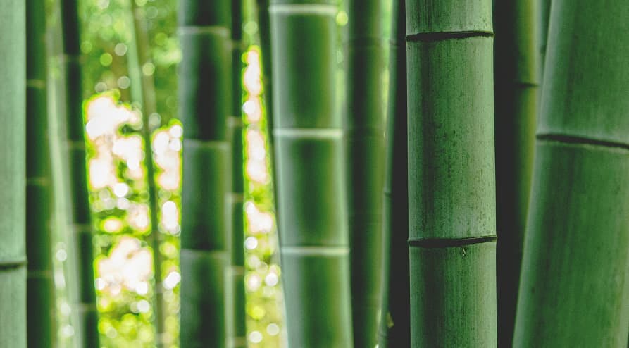 bamboo