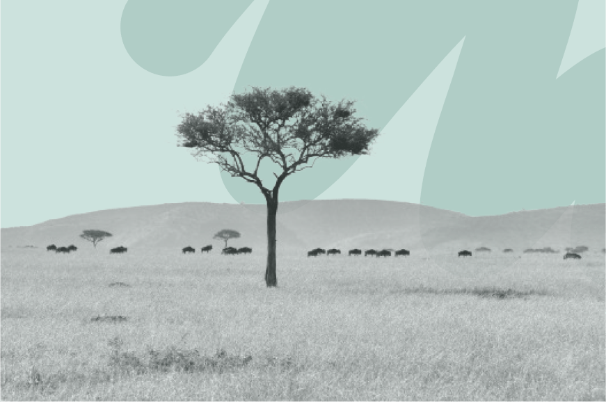 What is the Great Green Wall?