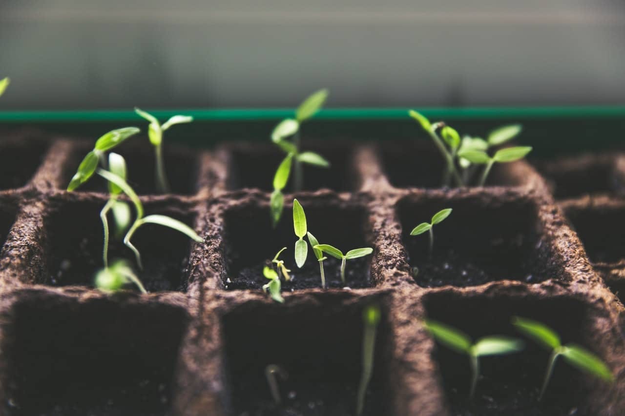 Budding plants in rows of soil containers