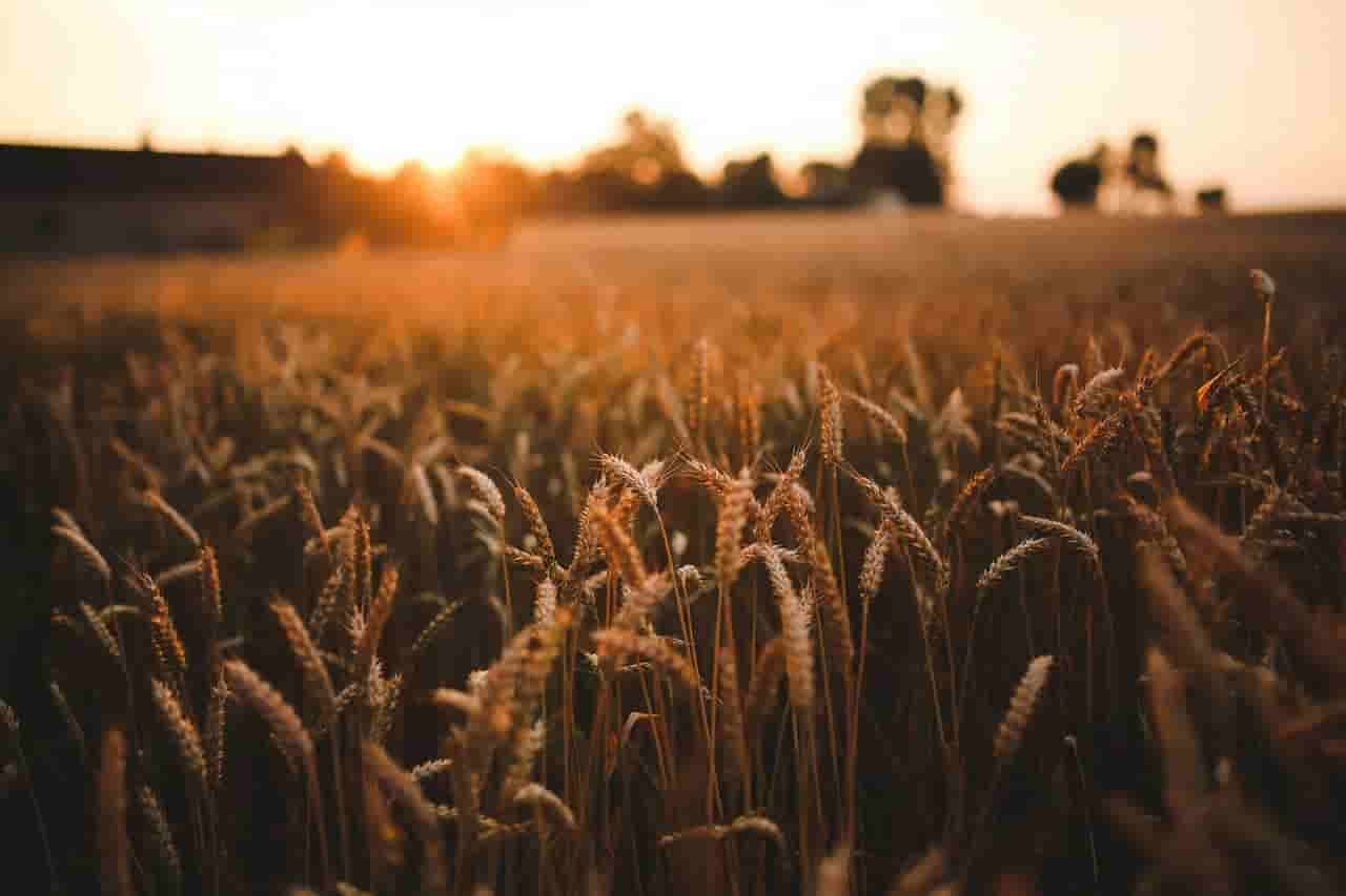 Barley wheat field against sunset background