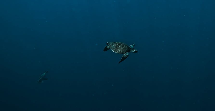 une tortue de mer