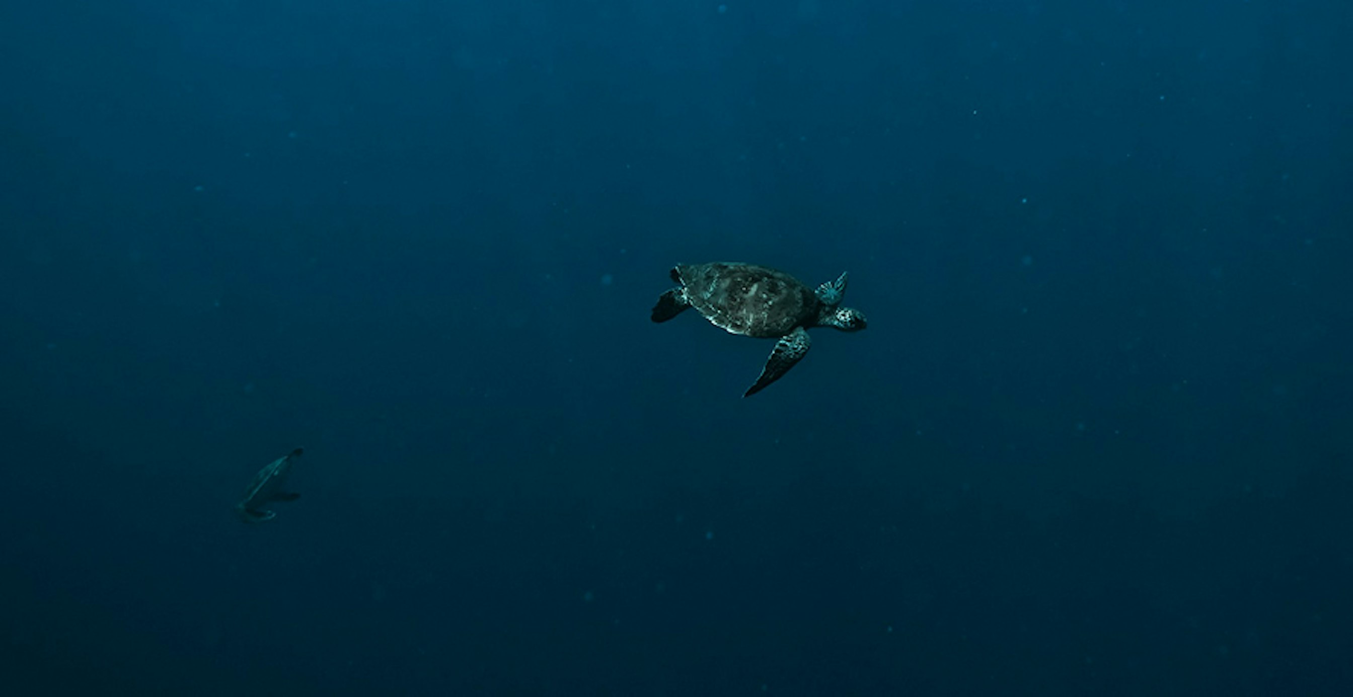 une tortue de mer
