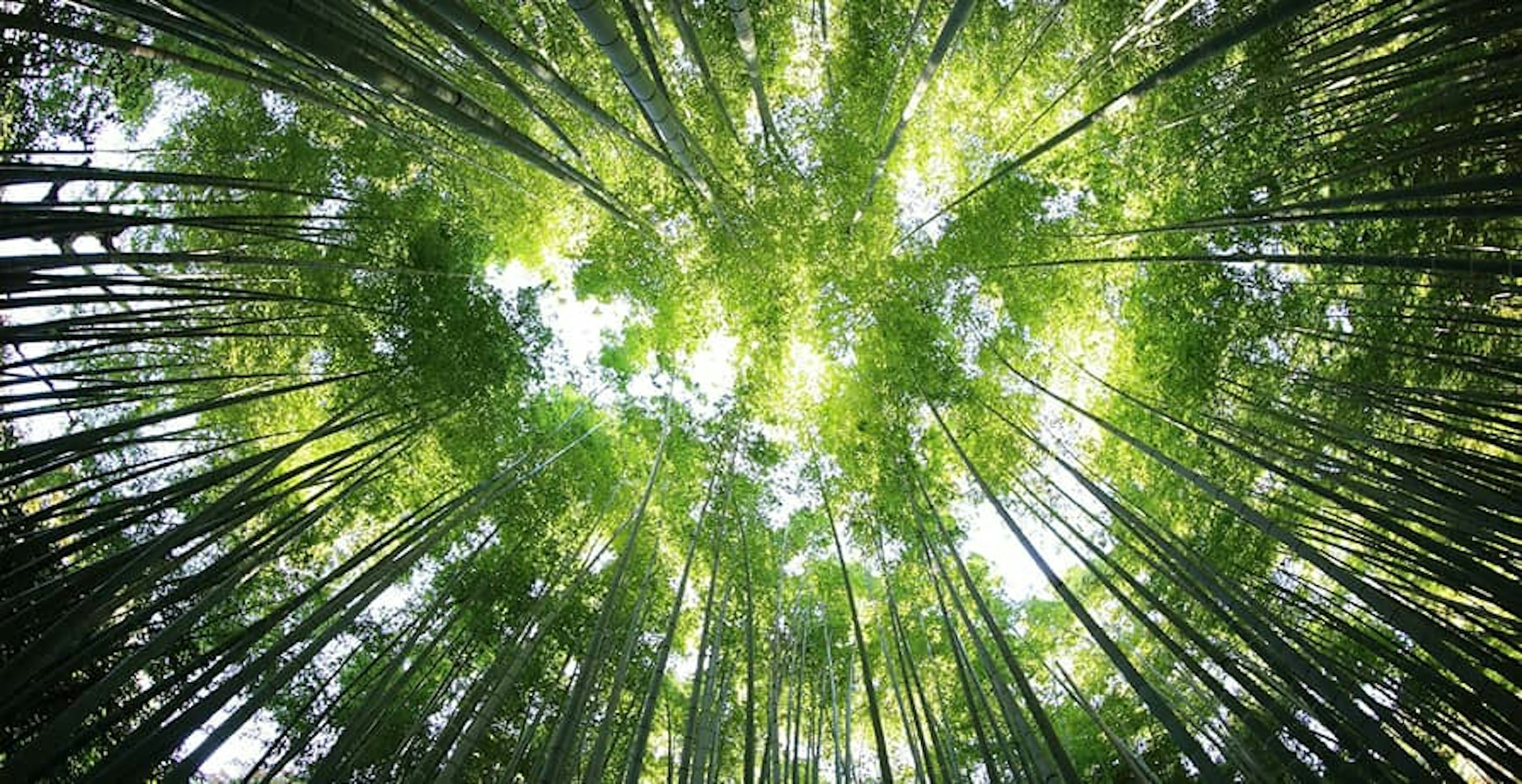 ein Wald