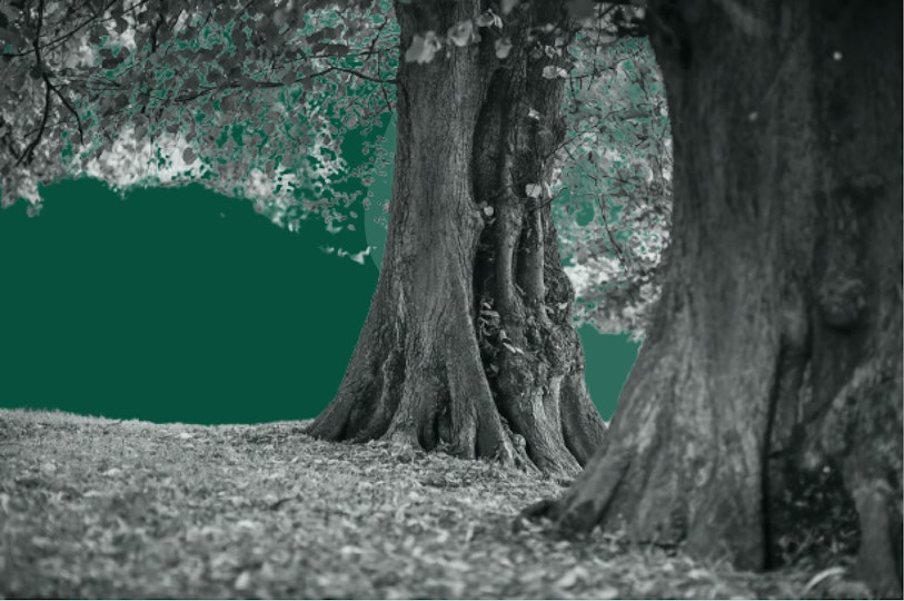 ein Wald