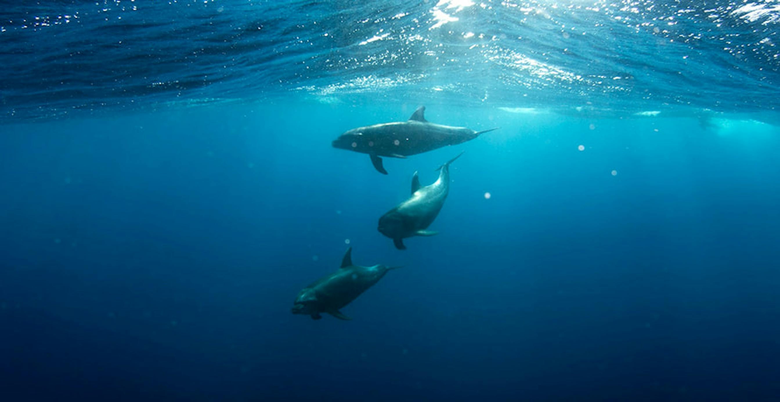 des dauphins