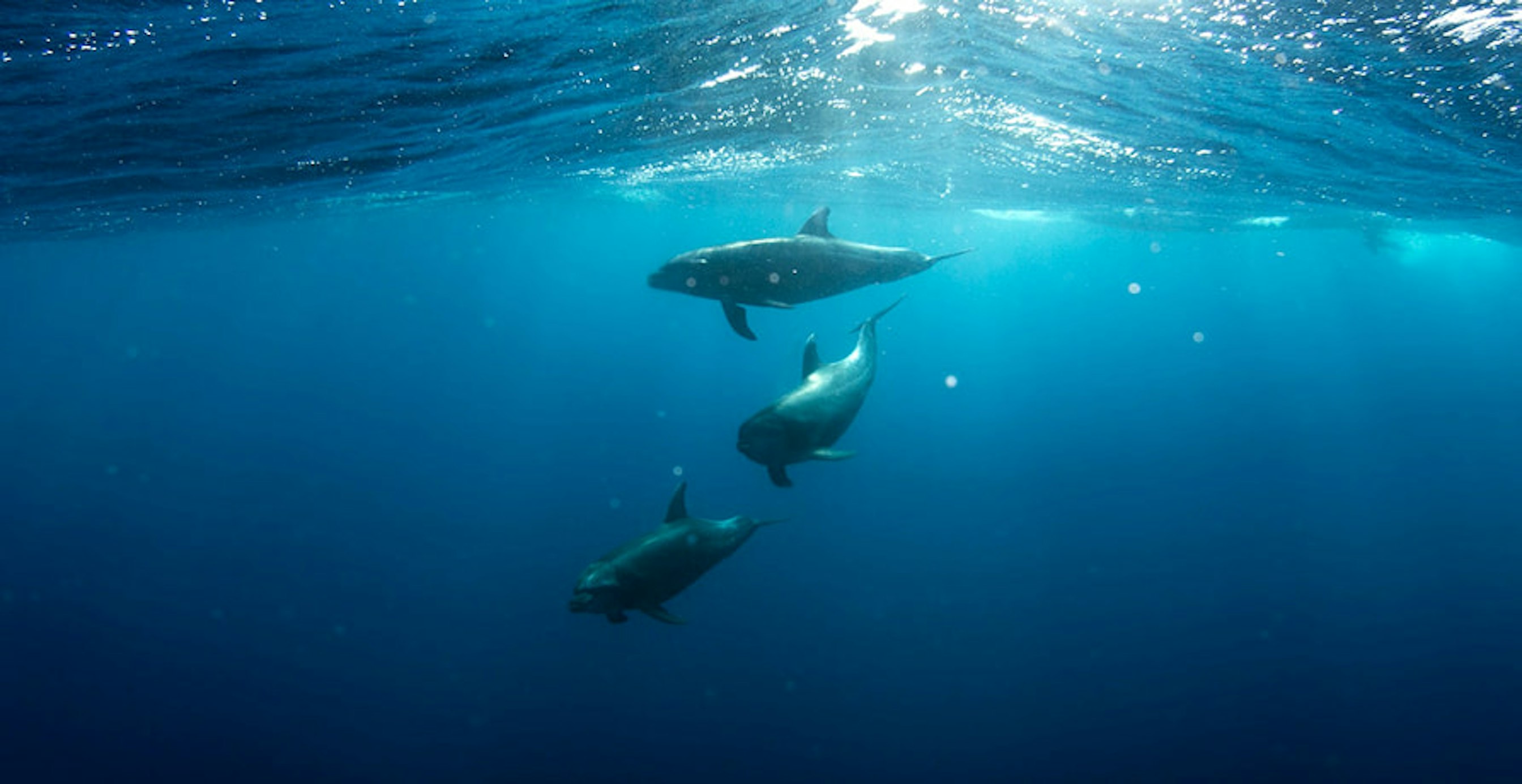 des dauphins
