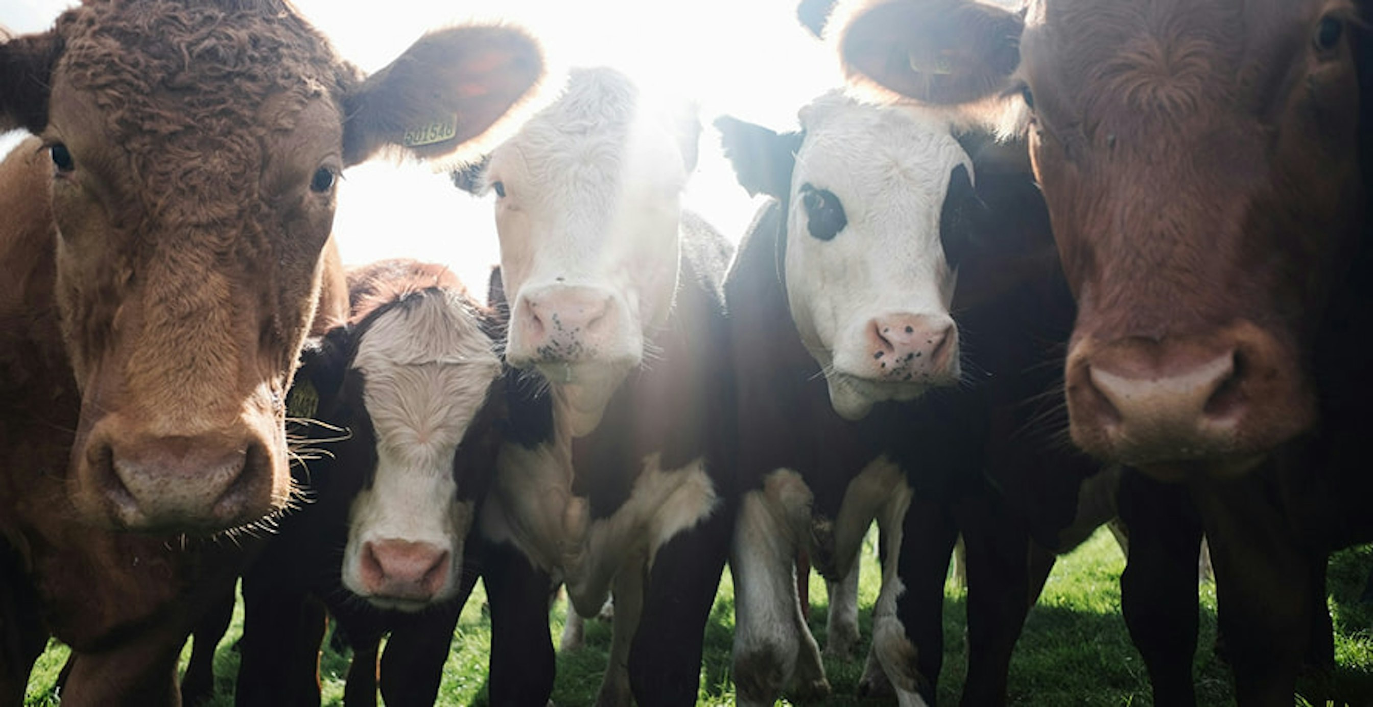 cows