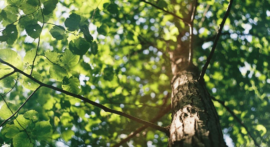 tree under sunlight